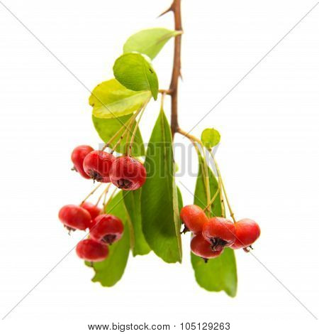 Pyracantha, Firethorn