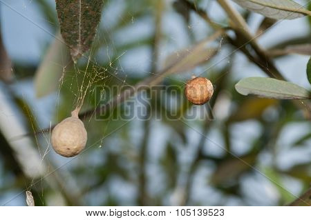 Baby spiders