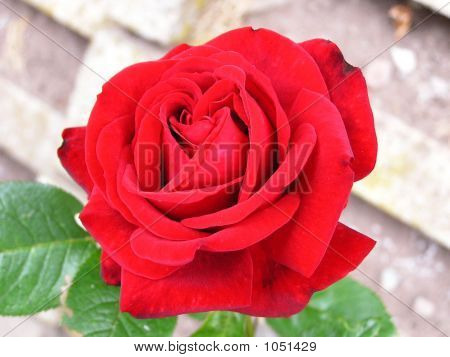 Rosa rossa