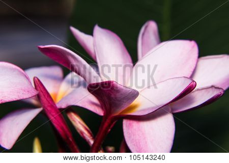 Pink Plumeria Macro