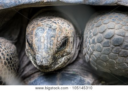 Aldabra Giant Tortoise , Aldabrachelys Gigantean