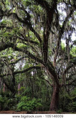 Savanna Georgia Live Oak Tree