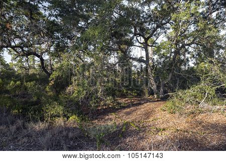 Florida Hiking Trail And Birdwatcher Paradise