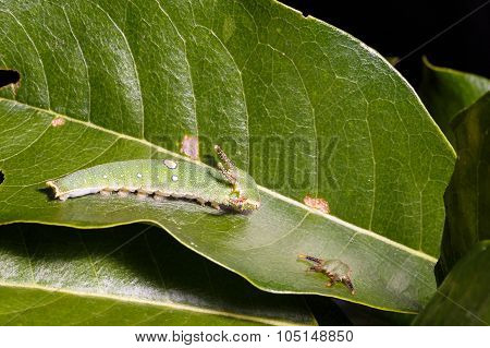 Caterpillar Of Tawny Rajah Butterfly With Old Mask