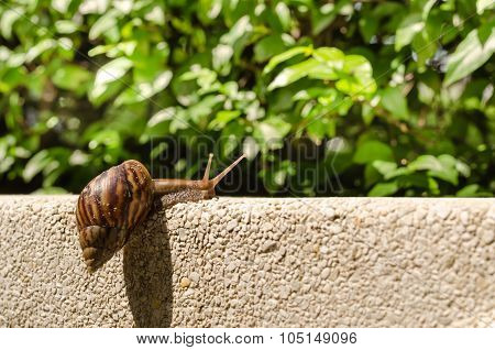 Snail Climbing Wall.