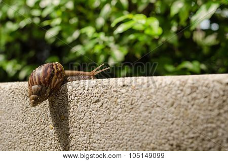 Snail Climbing Wall.