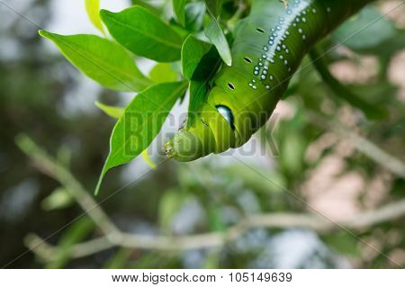 Green Butterfly Worm