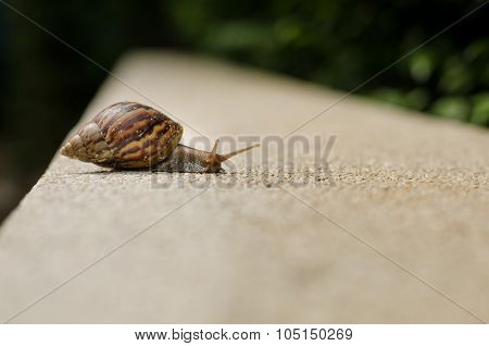 The Journey Of Snails