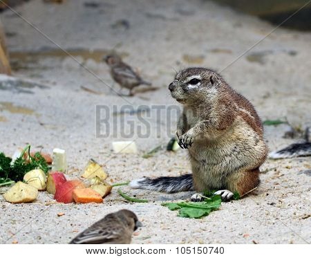 marmot