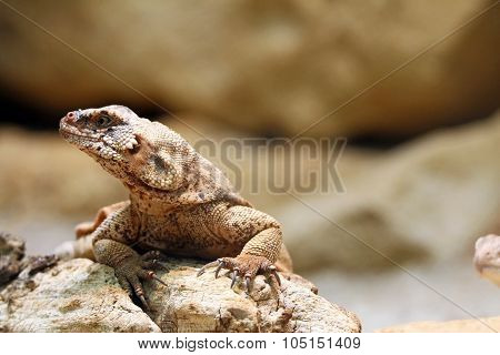 lizard