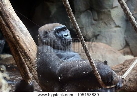gorilla