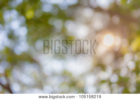 Green natural blurred bokeh background from tree