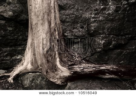 Cottonwood ağaçlar sonbahar renkle