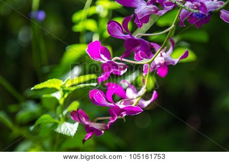 Purple Orchids On Dark Green