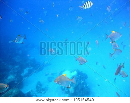 Fishes underwater