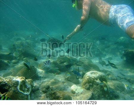 Fishes underwater