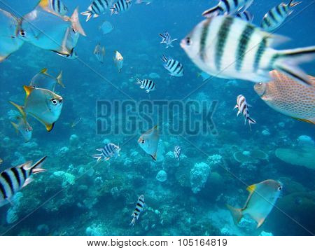 Fishes underwater