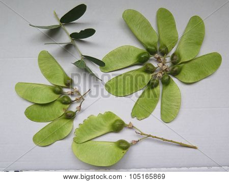 Seedpods Of The Tipu Tree