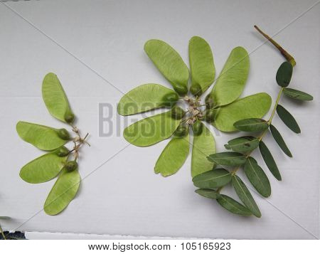 Seedpods Of The Tipu Tree