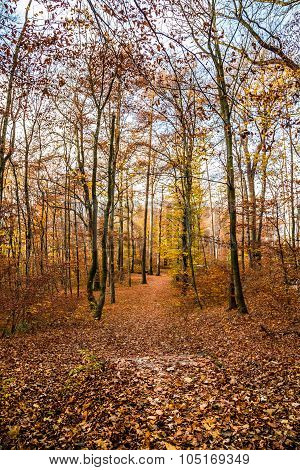Trekking Path In The Forest