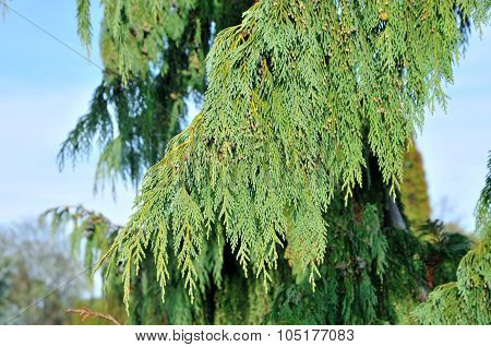 Cupressus nootkatensis 