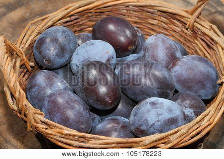 Freshly Harvested Plums