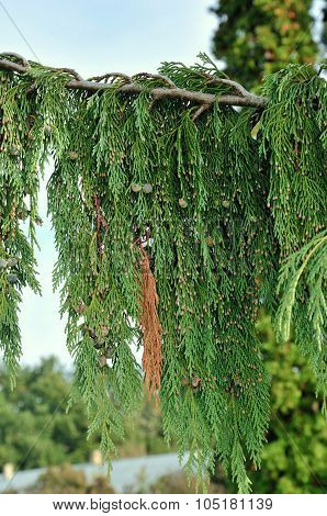 Cupressus nootkatensis 