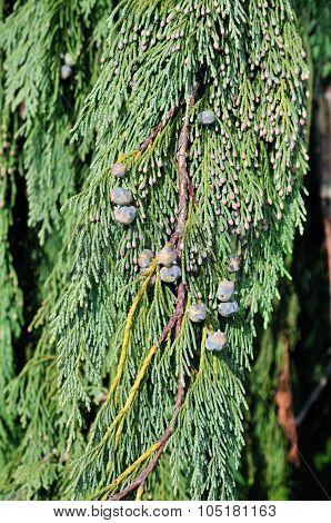 Cupressus nootkatensis 