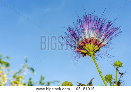 Rain Tree Flower