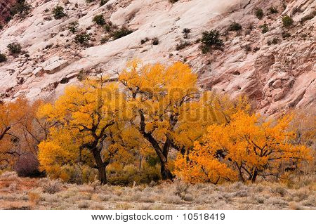 Cottonwood ağaçlar sonbahar renkle