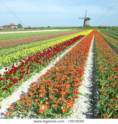 Větrný mlýn s Tulipán pole poblíž Schermerhorn, Nizozemsko