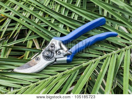 Blue Garden Secateurs On Cutting Leaves