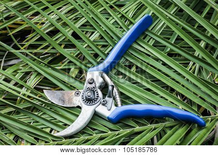 Blue Garden Secateurs On Cutting Leaves