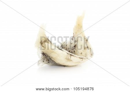 swallow birdnest isolated on white background