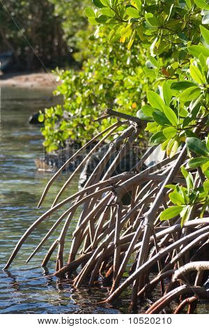 raízes de árvores de mangue crescendo debaixo d'água