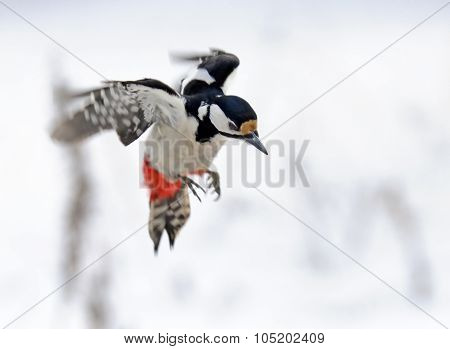 Flying Great Spotted Woodpecker In Winter
