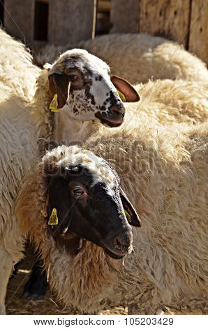 SHEEP