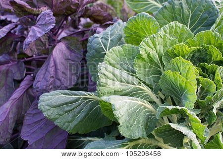Colorful Kale