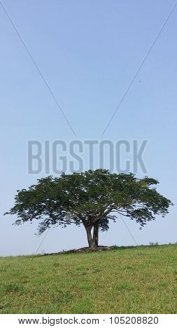 Single tree in farm