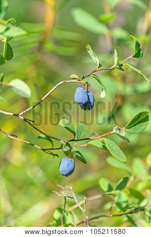 Blueberries Common (Vaccínium uliginósum)
