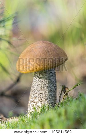 Boletus turning pink (Leccinum oxydabile)