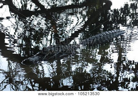 Black Alligator Hidden In The River Yacuma