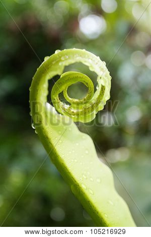 Unfurling Fern Tip