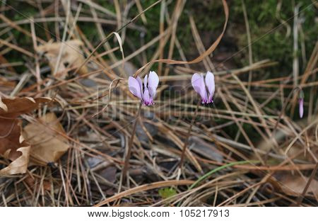Cyclamen.