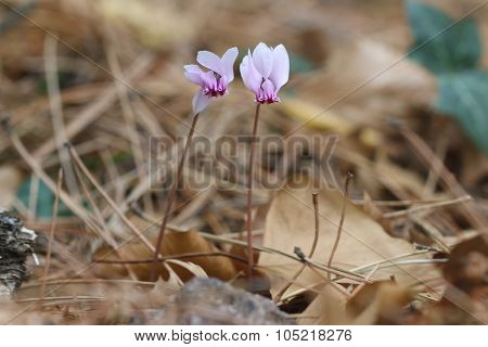 Cyclamen.