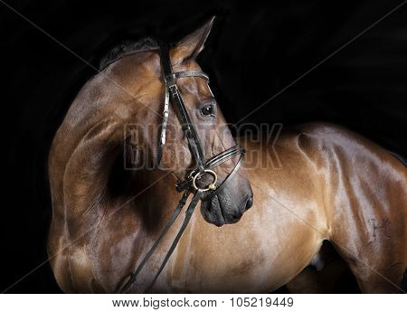 Hungarian Warmblood Brown