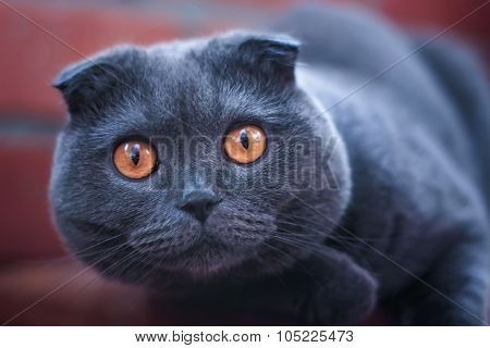 Cat Looking At The Camera Wild Glance Bulging Eyes