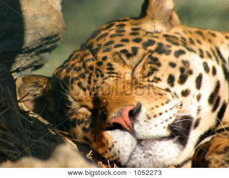 Jaguar Face