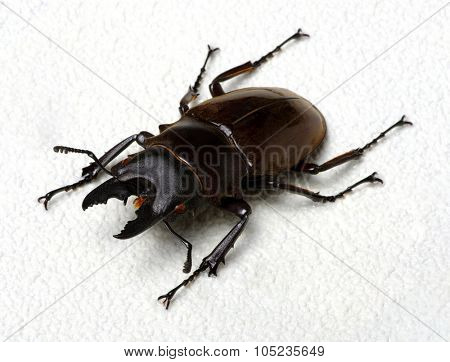 Stag beetle isolated on background