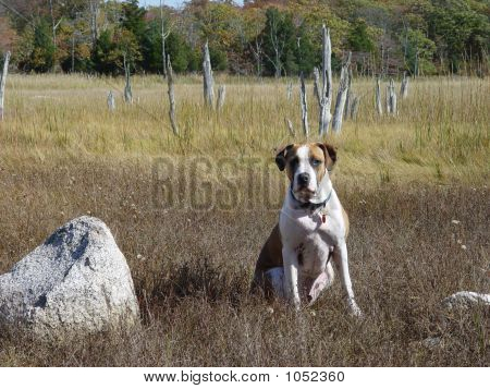 Chien et Rock dans le marais